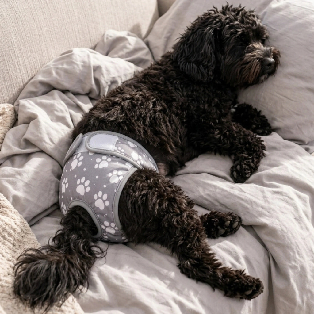 Pañal Absorbente Lavable para Perra · Incontinencia y Celo · Mimos®